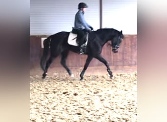 Koń hanowerski, Klacz, 6 lat, 162 cm, Ciemnogniada