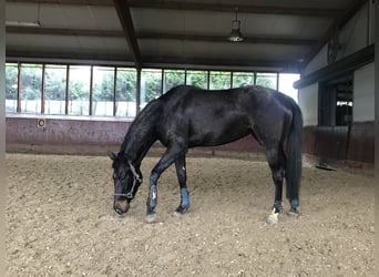 Koń hanowerski, Klacz, 6 lat, 162 cm, Ciemnogniada