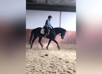 Koń hanowerski, Klacz, 6 lat, 162 cm, Ciemnogniada