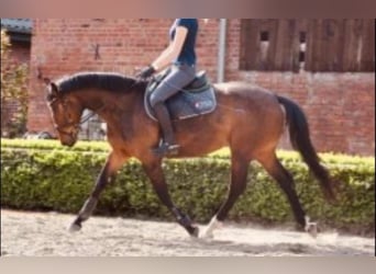 Koń hanowerski, Klacz, 6 lat, 163 cm, Gniada
