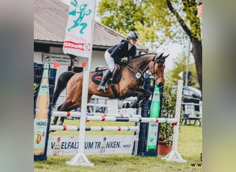 Koń hanowerski, Klacz, 6 lat, 163 cm, Gniada