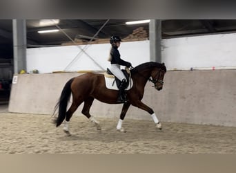 Koń hanowerski, Klacz, 6 lat, 163 cm, Gniada