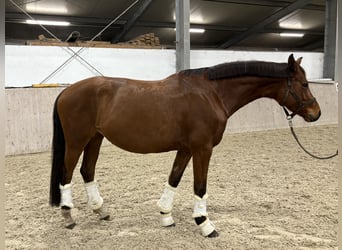 Koń hanowerski, Klacz, 6 lat, 163 cm, Gniada