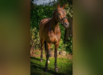 Koń hanowerski, Klacz, 6 lat, 163 cm, Gniada