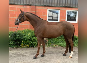 Koń hanowerski, Klacz, 6 lat, 164 cm, Ciemnokasztanowata