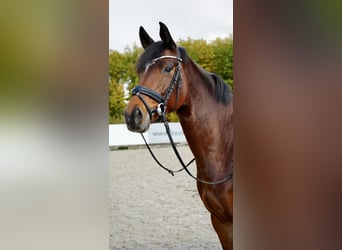 Koń hanowerski, Klacz, 6 lat, 164 cm, Gniada
