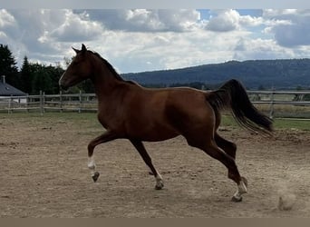Koń hanowerski, Klacz, 6 lat, 164 cm, Kasztanowata