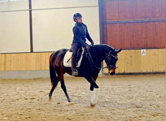 Koń hanowerski, Klacz, 6 lat, 165 cm, Ciemnogniada