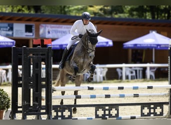 Koń hanowerski, Klacz, 6 lat, 165 cm, Karosiwa