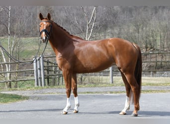 Koń hanowerski, Klacz, 6 lat, 165 cm, Kasztanowata