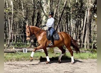 Koń hanowerski, Klacz, 6 lat, 166 cm, Cisawa