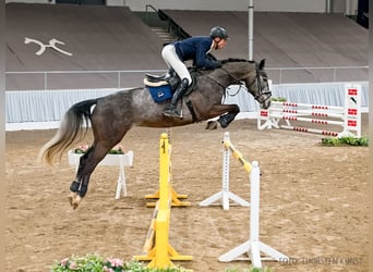 Koń hanowerski, Klacz, 6 lat, 166 cm, Kara