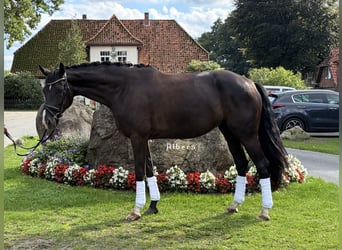 Koń hanowerski, Klacz, 6 lat, 166 cm, Kara