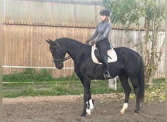 Koń hanowerski, Klacz, 6 lat, 166 cm, Kara