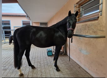 Koń hanowerski, Klacz, 6 lat, 166 cm