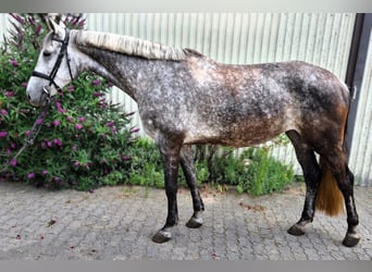 Koń hanowerski, Klacz, 6 lat, 166 cm, Siwa