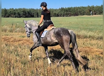 Koń hanowerski, Klacz, 6 lat, 166 cm, Siwa