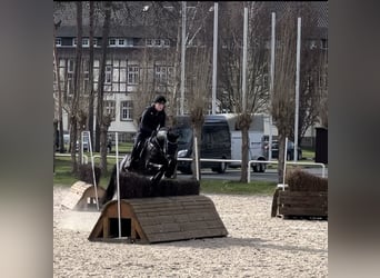 Koń hanowerski, Klacz, 6 lat, 166 cm, Skarogniada