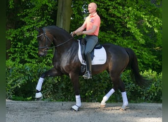 Koń hanowerski, Klacz, 6 lat, 167 cm, Ciemnogniada
