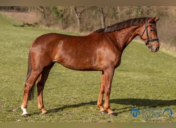 Koń hanowerski, Klacz, 6 lat, 167 cm, Ciemnokasztanowata