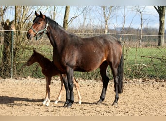 Koń hanowerski, Klacz, 6 lat, 167 cm, Gniada
