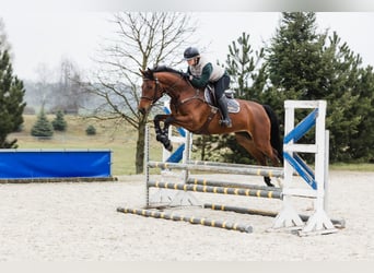 Koń hanowerski, Klacz, 6 lat, 167 cm, Gniada