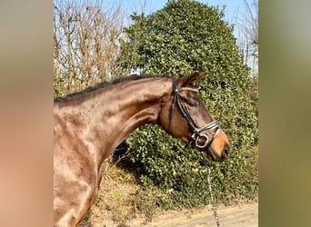 Koń hanowerski, Klacz, 6 lat, 167 cm, Gniada