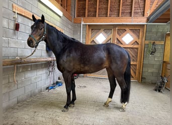 Koń hanowerski, Klacz, 6 lat, 167 cm, Gniada