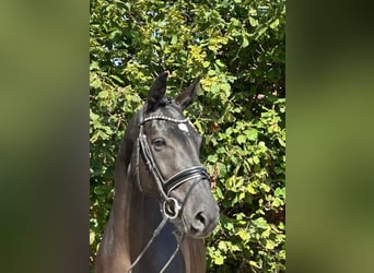 Koń hanowerski, Klacz, 6 lat, 167 cm, Kara