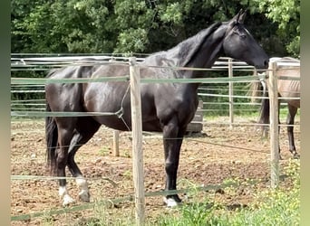 Koń hanowerski, Klacz, 6 lat, 167 cm, Kara