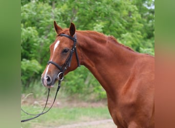 Koń hanowerski, Klacz, 6 lat, 167 cm, Kasztanowata