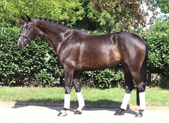 Koń hanowerski, Klacz, 6 lat, 168 cm, Ciemnogniada