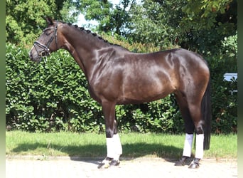 Koń hanowerski, Klacz, 6 lat, 168 cm, Ciemnogniada