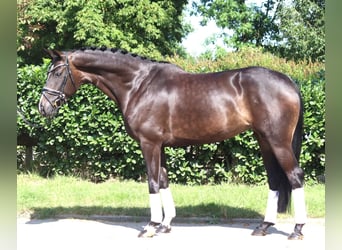 Koń hanowerski, Klacz, 6 lat, 168 cm, Ciemnogniada