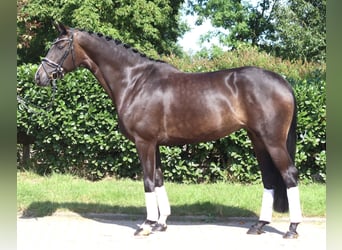 Koń hanowerski, Klacz, 6 lat, 168 cm, Ciemnogniada