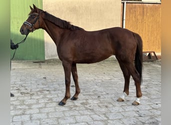 Koń hanowerski, Klacz, 6 lat, 168 cm, Ciemnokasztanowata