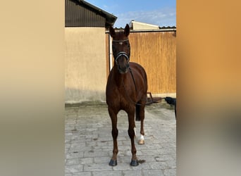 Koń hanowerski, Klacz, 6 lat, 168 cm, Ciemnokasztanowata
