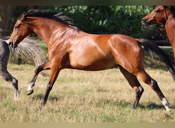 Koń hanowerski, Klacz, 6 lat, 168 cm, Gniada