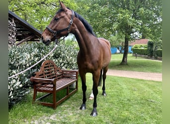 Koń hanowerski, Klacz, 6 lat, 168 cm, Gniada