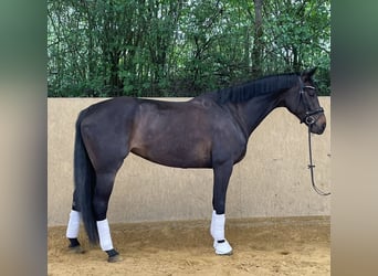 Koń hanowerski, Klacz, 6 lat, 168 cm, Kara