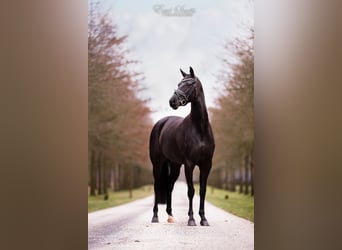 Koń hanowerski, Klacz, 6 lat, 168 cm, Kara