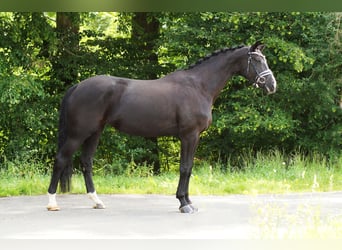 Koń hanowerski, Klacz, 6 lat, 168 cm, Kara