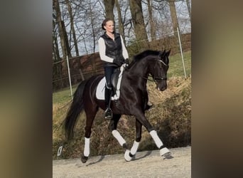 Koń hanowerski, Klacz, 6 lat, 168 cm, Kara