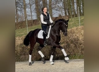 Koń hanowerski, Klacz, 6 lat, 168 cm, Kara