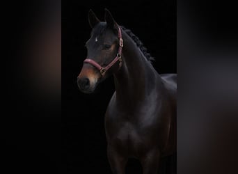 Koń hanowerski, Klacz, 6 lat, 168 cm, Skarogniada