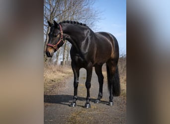 Koń hanowerski, Klacz, 6 lat, 168 cm, Skarogniada