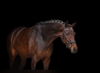 Koń hanowerski, Klacz, 6 lat, 169 cm, Gniada