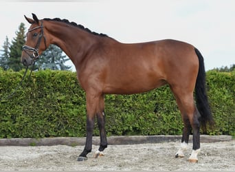 Koń hanowerski, Klacz, 6 lat, 169 cm, Gniada