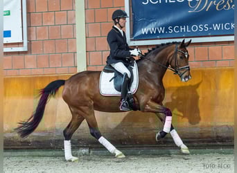 Koń hanowerski, Klacz, 6 lat, 169 cm, Gniada