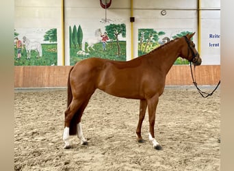 Koń hanowerski, Klacz, 6 lat, 169 cm, Kasztanowata